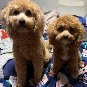 Meet your Posher, Mayah